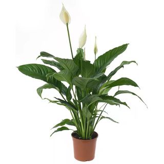 Spathiphyllum