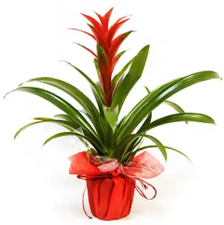 Bromelia
