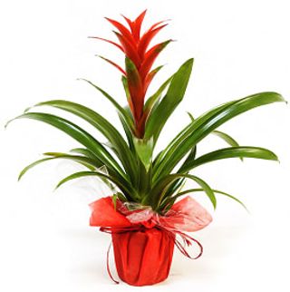 Bromelia