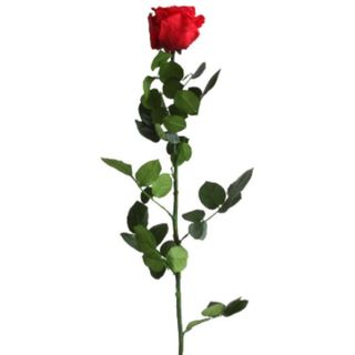 Rosa Preservada Eterna