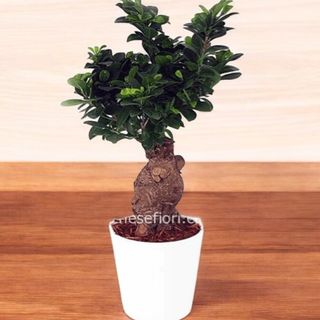 bonsai ginseng misura S