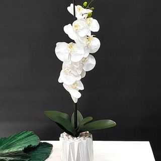 Orchidèe blanc