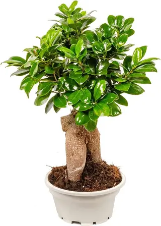 Bonsai 