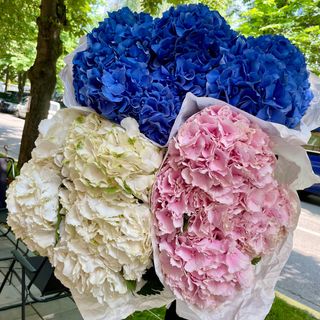 Гортензії мікс , штука 