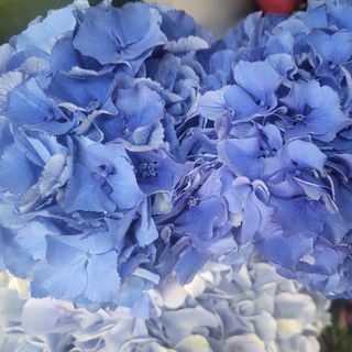 Hortensia  albastre