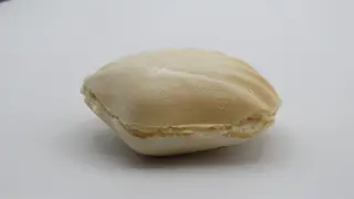 Conchas de Mantecado