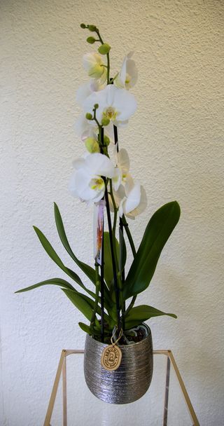 Orquidea Phalaenopsis. 2 Varas. Macetero Incluido. 