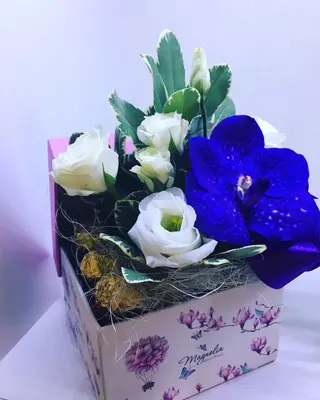 Cutie mix 32