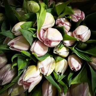 Білий голландський тюльпан