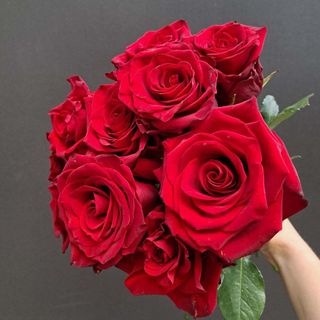 Róża czerwona 60cm. 