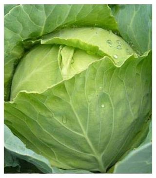 Varza alba de Buzau 1kg