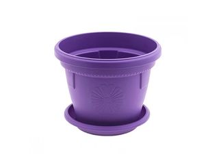 Саксия, лилава, Ф25