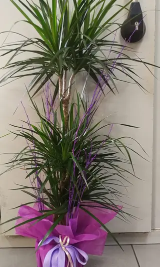 Dracena De  1,40Cm