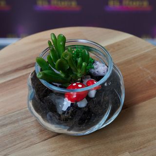 Terariu mic cu suculenta