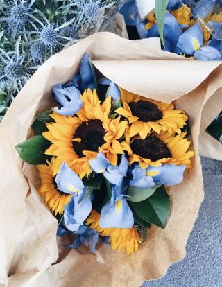 მზესუმზირა ირისი