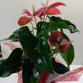 Anthurium grande