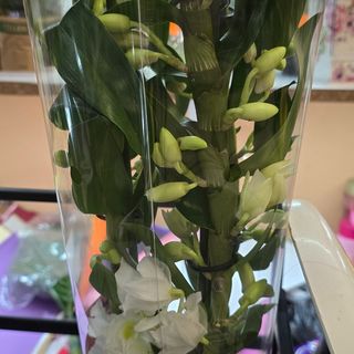 Орхидея Дендробиум