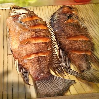 Tilapia