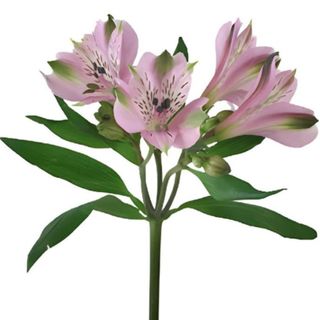 Alstroemeria mov deschis