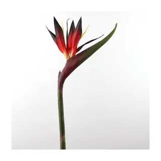 Strelizia 50.00