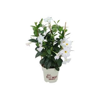Vaso Dipladenia Branca
