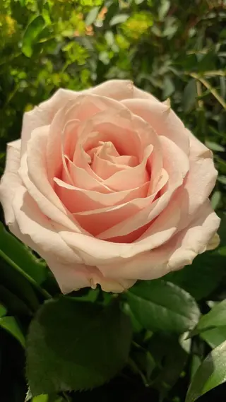 Rosa rosa 50 cm