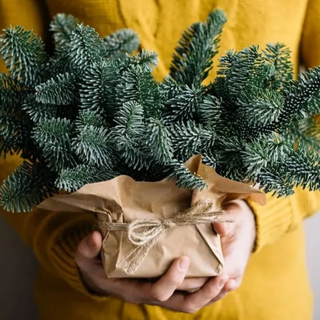 Compozitie cu Nobilis 