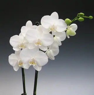 Orchidee bianca