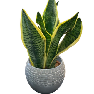 Sanseweria doniczkowa