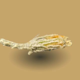 FIORE DI ZUCCA