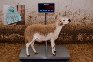 06349310 - 73 Kg