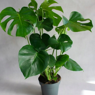 Monstera dziurawa 