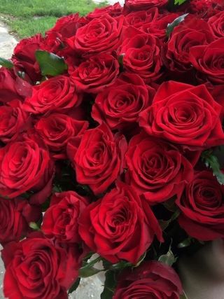 24 rose rosse gambo lungo con pelusche
