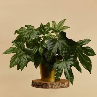 Planta Aralia Japoneza