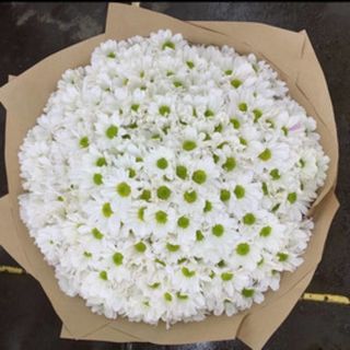 ჰოლანდიური ქრიზანთემები (XL)