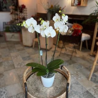 Orquídea blanca