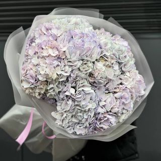 Лавандова гортензія  