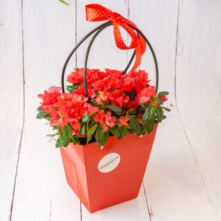 Azalia