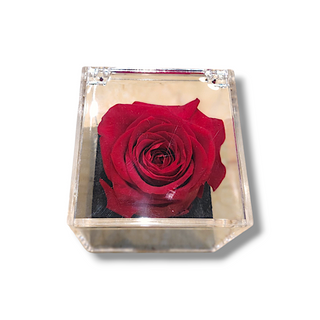 Rosa rossa stabilizzata 