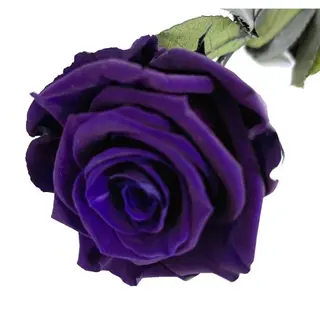 Rosa Eterna Lila