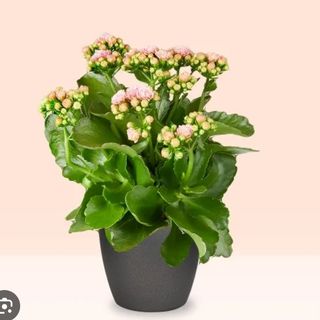 Calanchoe 