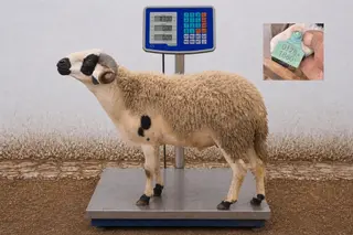01281860 - 83 Kg