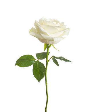 Rosa bianca singola un pezzo