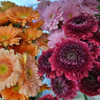 Buchet 15 minigerbera 