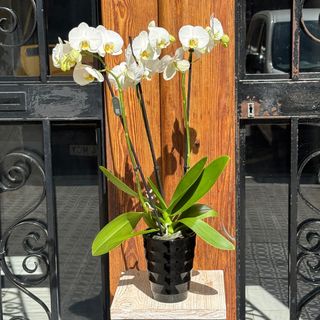 Orquídea Blanca