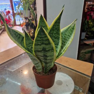 Sanseviera pequeña