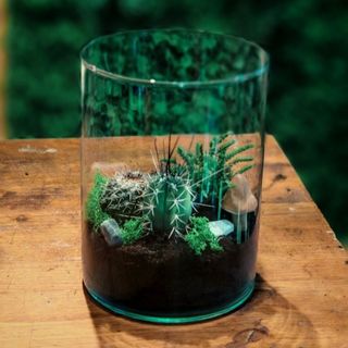 Terariu cu 2 cactusi si 1 suculenta