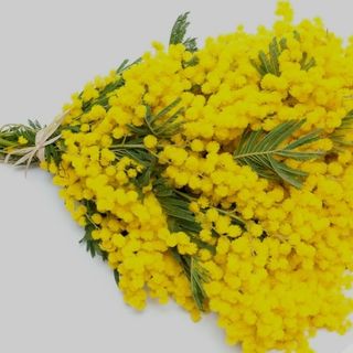 Mazzo di minosa medio 