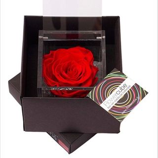 Rosa perfumada grande roja.