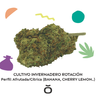 Variedad Citrica/Afrutada Invernadero 10Gr